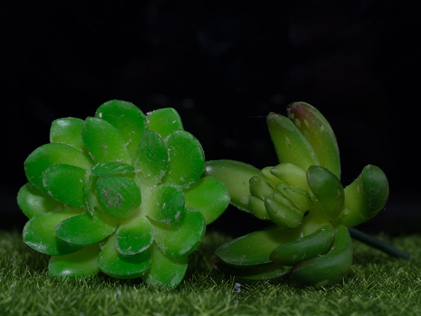 Succulent miniature